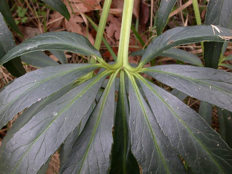 Helleborus foetidus / Elleboro puzzolente